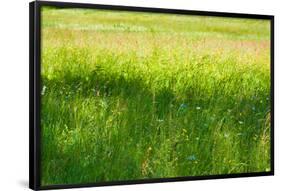 Blue Flowers in a Field Photo Print Poster-null-Framed Poster