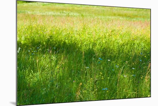 Blue Flowers in a Field Photo Print Poster-null-Mounted Poster