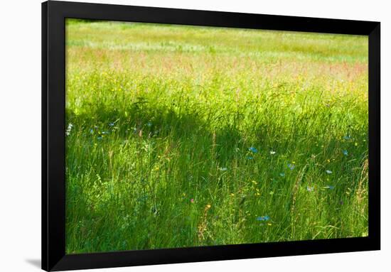Blue Flowers in a Field Photo Print Poster-null-Framed Poster