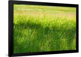 Blue Flowers in a Field Photo Print Poster-null-Framed Poster