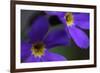 Blue Flowers (Primula Sp) Mount Cheget, Caucasus, Russia, June 2008-Schandy-Framed Photographic Print