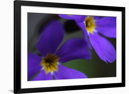 Blue Flowers (Primula Sp) Mount Cheget, Caucasus, Russia, June 2008-Schandy-Framed Photographic Print