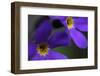 Blue Flowers (Primula Sp) Mount Cheget, Caucasus, Russia, June 2008-Schandy-Framed Photographic Print