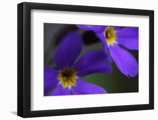 Blue Flowers (Primula Sp) Mount Cheget, Caucasus, Russia, June 2008-Schandy-Framed Photographic Print