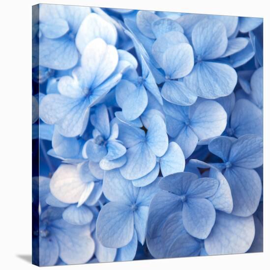 Blue Flowers-null-Stretched Canvas