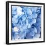 Blue Flowers-null-Framed Premium Photographic Print