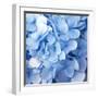 Blue Flowers-null-Framed Premium Photographic Print