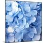 Blue Flowers-null-Mounted Premium Photographic Print