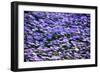 Blue Flowers-BlueOrange Studio-Framed Photographic Print