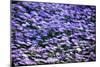 Blue Flowers-BlueOrange Studio-Mounted Photographic Print