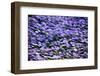 Blue Flowers-BlueOrange Studio-Framed Photographic Print