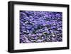 Blue Flowers-BlueOrange Studio-Framed Photographic Print