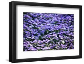 Blue Flowers-BlueOrange Studio-Framed Photographic Print
