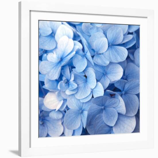 Blue Flowers-null-Framed Photographic Print