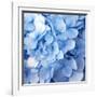 Blue Flowers-null-Framed Photographic Print