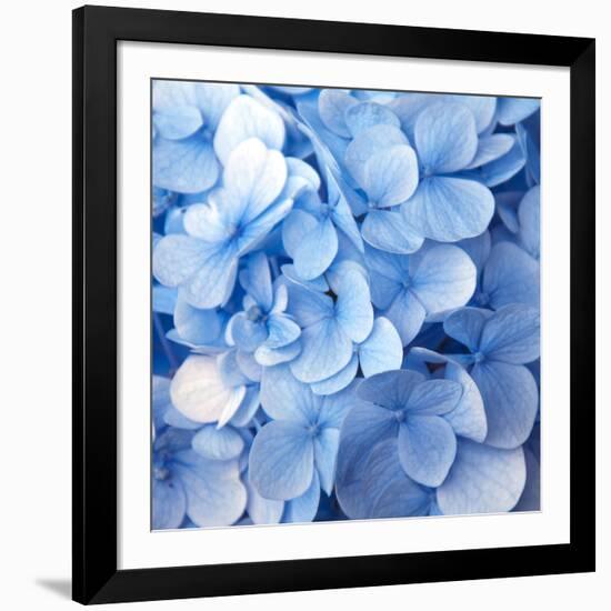 Blue Flowers-null-Framed Photographic Print