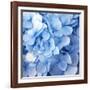 Blue Flowers-null-Framed Photographic Print