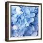 Blue Flowers-null-Framed Photographic Print