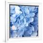 Blue Flowers-null-Framed Photographic Print