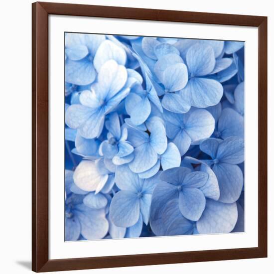 Blue Flowers-null-Framed Photographic Print