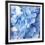 Blue Flowers-null-Framed Photographic Print