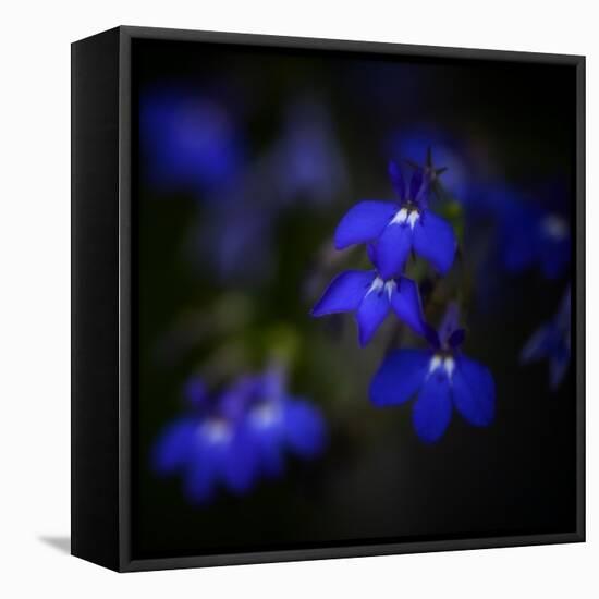 Blue Flowers-Philippe Sainte-Laudy-Framed Stretched Canvas