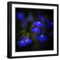 Blue Flowers-Philippe Sainte-Laudy-Framed Photographic Print