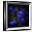 Blue Flowers-Philippe Sainte-Laudy-Framed Photographic Print