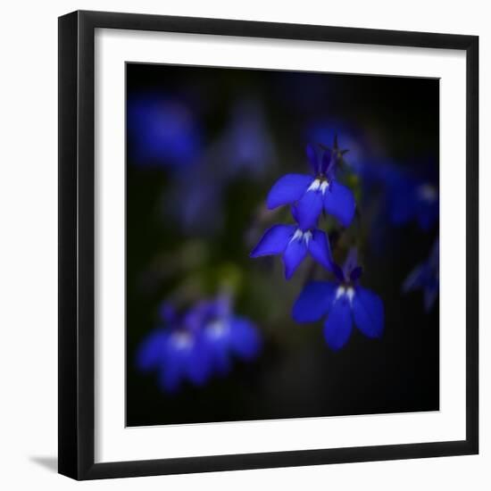 Blue Flowers-Philippe Sainte-Laudy-Framed Photographic Print