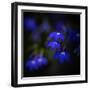 Blue Flowers-Philippe Sainte-Laudy-Framed Photographic Print
