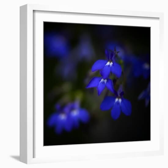 Blue Flowers-Philippe Sainte-Laudy-Framed Photographic Print