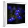 Blue Flowers-Philippe Sainte-Laudy-Framed Photographic Print