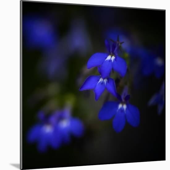Blue Flowers-Philippe Sainte-Laudy-Mounted Photographic Print