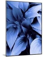 Blue Foliage-Dominique Vari-Mounted Art Print