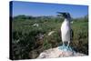 Blue Footed Boobie in Galapagos Islands National Park-Paul Souders-Stretched Canvas