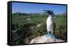 Blue Footed Boobie in Galapagos Islands National Park-Paul Souders-Framed Stretched Canvas