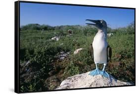 Blue Footed Boobie in Galapagos Islands National Park-Paul Souders-Framed Stretched Canvas