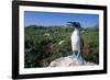 Blue Footed Boobie in Galapagos Islands National Park-Paul Souders-Framed Photographic Print