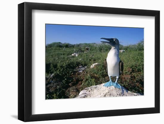 Blue Footed Boobie in Galapagos Islands National Park-Paul Souders-Framed Photographic Print