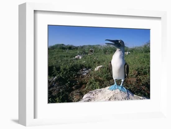 Blue Footed Boobie in Galapagos Islands National Park-Paul Souders-Framed Photographic Print