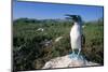 Blue Footed Boobie in Galapagos Islands National Park-Paul Souders-Mounted Photographic Print