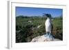 Blue Footed Boobie in Galapagos Islands National Park-Paul Souders-Framed Photographic Print