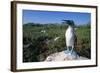 Blue Footed Boobie in Galapagos Islands National Park-Paul Souders-Framed Photographic Print