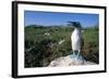 Blue Footed Boobie in Galapagos Islands National Park-Paul Souders-Framed Photographic Print