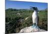 Blue Footed Boobie in Galapagos Islands National Park-Paul Souders-Mounted Photographic Print