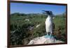 Blue Footed Boobie in Galapagos Islands National Park-Paul Souders-Framed Photographic Print