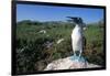 Blue Footed Boobie in Galapagos Islands National Park-Paul Souders-Framed Photographic Print