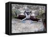 Blue-Footed Boobies in Skypointing Display, Galapagos Islands, Ecuador-Jim Zuckerman-Framed Stretched Canvas