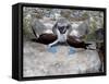 Blue-Footed Boobies in Skypointing Display, Galapagos Islands, Ecuador-Jim Zuckerman-Framed Stretched Canvas