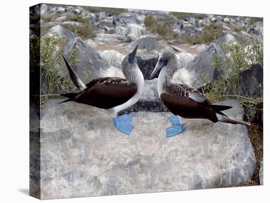 Blue-Footed Boobies in Skypointing Display, Galapagos Islands, Ecuador-Jim Zuckerman-Stretched Canvas